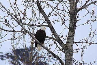 A bald eagle in Alaska<br>photo: Stephanie Pedersen
