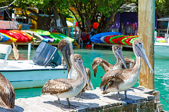 Islamorada, Florida Keys. A tropical paradise for pelicans and people.<br>Photo: Romrodinka, Dreamstime