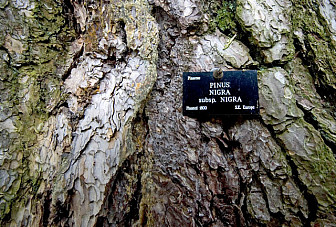 The "Tolkien Tree" in Oxford, a black pine in the Botanic Gardens that was the author's favorite tree<br>Photo: <a href="https://www.geograph.org.uk/photo/2313879" target="_blank">Paul Harrop</a>, Geograph Project, CC 2.0