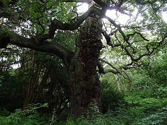 Sherwood Forest<br>Photo: Immanuel Giel