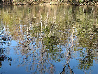 Pascagoula River in Escatawpa<br>Photo: <a href="https://www.flickr.com/photos/48722974@N07/5661106619" target="_blank">eutrophication&hypoxia</a>, via Flickr, CC 2.0