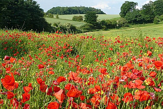 Berkshire poppies in bloom<br>Photo: <a href="https://www.geograph.org.uk/photo/850219" target="_blank">Graham Horn</a>, Geograph Project, CC 2.0