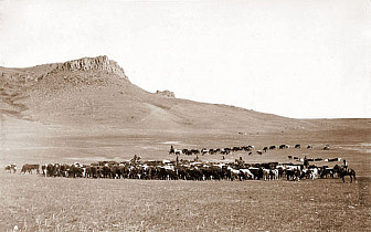 Cattle roundup c 1890
